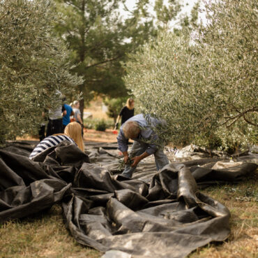 «Λαϊκή-Συσπείρωση»-ΑΜΘ:-«Απάντηση-Περιφερειάρχη-για-το-πρόγραμμα-Δακοκτονίας-2025-στη-Θάσο