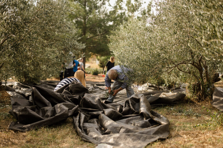 «Λαϊκή-Συσπείρωση»-ΑΜΘ:-«Απάντηση-Περιφερειάρχη-για-το-πρόγραμμα-Δακοκτονίας-2025-στη-Θάσο