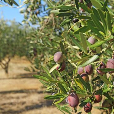 Παρέμβαση-στη-Βουλή-για-την-αντιμετώπιση-των-συνεπειών-από-την-επιβολή-δασμών-20%-στις-ελληνικές-επιτραπέζιες-ελιές-από-τις-ΗΠΑ