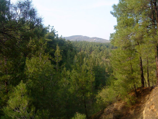 ΠΕ.-Ροδόπης:-Σε-ισχύ-η-δυνατότητα-απαγόρευσης-διέλευσης-σε-δασικές-περιοχές,-όταν-υπάρχει-υψηλός-κίνδυνος-πυρκαγιάς