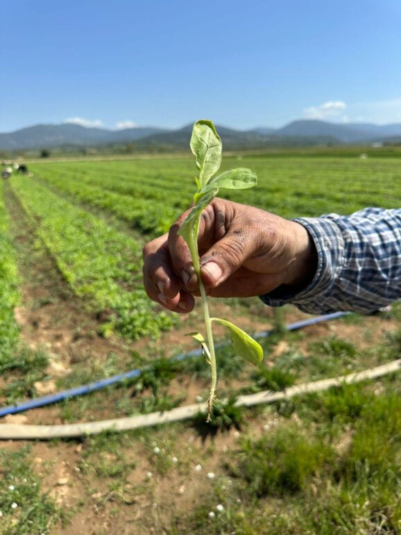 Συνεταιρισμός-Καπνοπαραγωγών-Θράκης:-Συμβουλές-στα-μέλη-του-για-την-αποφυγή-τυχόν-προβλημάτων