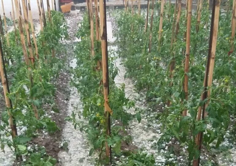 «Οι-αγρότες-απροστάτευτοι-στο-έλεος-του-χαλαζιού-Η-Νέα-Αριστερά-προειδοποιούσε,-η-κυβέρνηση-αδιαφορούσε»
