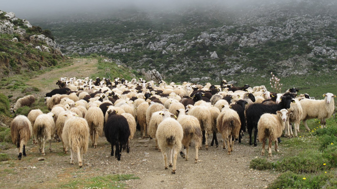 Ανακοίνωση-της-Δ/νσης-Κτηνιατρικής-της-ΠΑΜΘ-αναφορικά-με-την-θρησκευτική-εορτή-“Κουρμπάν-Μπαϊράμ”-των-μουσουλμάνων-συμπολιτών