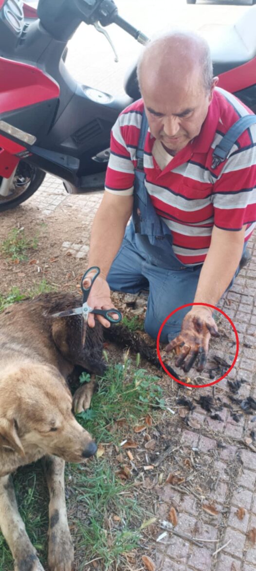 Σκυλί-«βουτηγμένο»-σε-βαλβολίνη-!