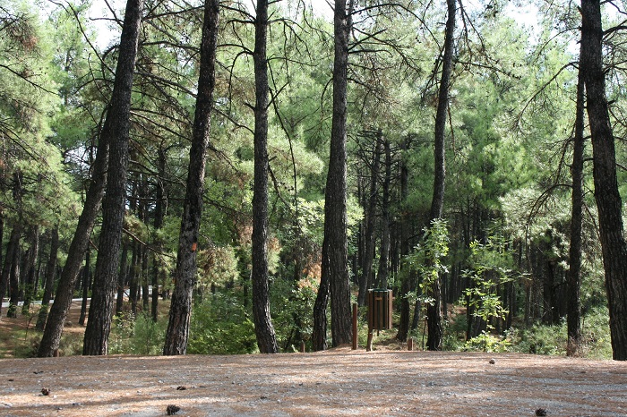 ΠΑΜΘ:-Απαγόρευση-πρόσβασης-και-κυκλοφορίας-σε-7-δασικές-περιοχές-του-νομού-Ροδόπης-λόγω-κινδύνου-εκδήλωσης-πυρκαγιάς