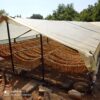 Θράκη: Ξεκινά η δεύτερη φάση της συγκομιδής καπνού – Έντονη ανησυχία προκαλεί η παρατεταμένη ξηρασία.