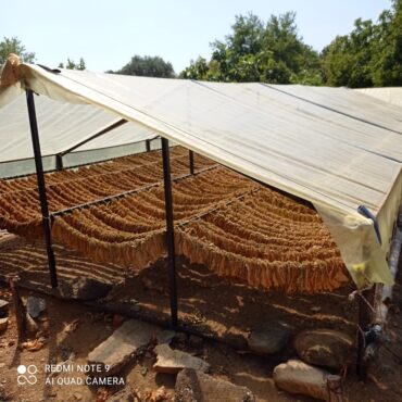 Θράκη:-Ξεκινά-η-δεύτερη-φάση-της-συγκομιδής-καπνού-–-Έντονη-ανησυχία-προκαλεί-η-παρατεταμένη-ξηρασία.