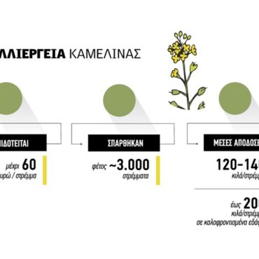 Η-καλλιέργεια-της-Καμελίνας-καθιερώνεται-στη-Βόρεια-Ελλάδα,-με-κόστος-παραγωγής-που-αγγίζει-τα-70-ευρώ-ανά-στρέμμα.