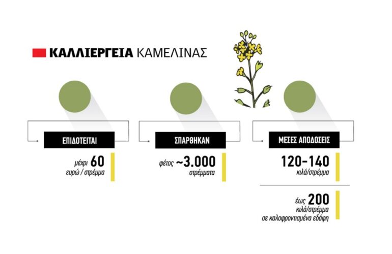 Η-καλλιέργεια-της-Καμελίνας-καθιερώνεται-στη-Βόρεια-Ελλάδα,-με-κόστος-παραγωγής-που-αγγίζει-τα-70-ευρώ-ανά-στρέμμα.