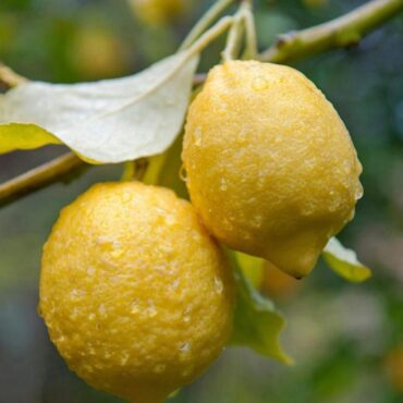 Πώς-να-έχετε-πάντα-φρέσκα-λεμόνια-στο-σπίτι,-χωρίς-να-χρειάζεστε-κήπο