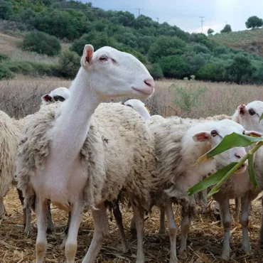 Η-εξισωτική-αποζημίωση-τέθηκε-υπό-έλεγχο-από-το-2023,-κατόπιν-απόφασης-της-Ευρωπαϊκής-Επιτροπής.