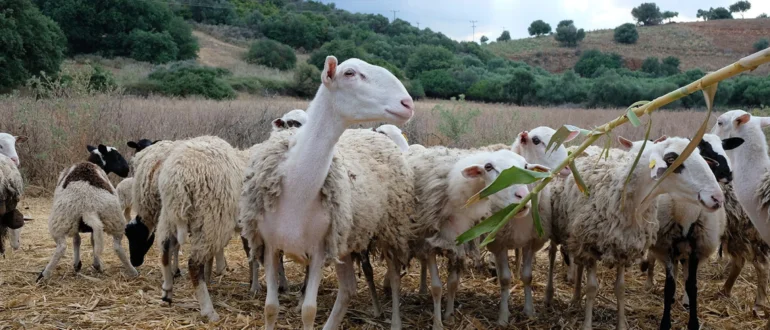 Η-εξισωτική-αποζημίωση-τέθηκε-υπό-έλεγχο-από-το-2023,-κατόπιν-απόφασης-της-Ευρωπαϊκής-Επιτροπής.
