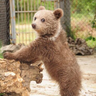 Δράμα:-Αρκούδα-κοντά-σε-κατοικημένες-περιοχές-–-Χρήσιμες-οδηγίες-προς-τους-πολίτες
