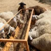 Ξεκινούν 10 κρίσιμες ημέρες μάχης κατά της ευλογιάς των αιγοπροβάτων αλλιώς Lockdown…