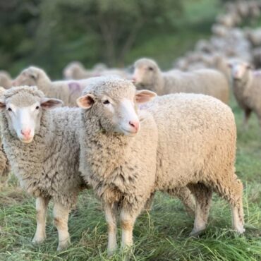 «Η-ευλογιά-των-αιγοπροβάτων-δεν-αντιμετωπίζεται-με-επικοινωνιακά-τελεσίγραφα,-η-κτηνοτροφία-χρειάζεται-στήριξη,-όχι-καταστολή»