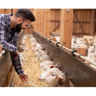 Εμβολιασμός-των-προβάτων-–-«Επιστημονική-τεκμηρίωση»-ή-Πολιτική-Υπεκφυγή-!;