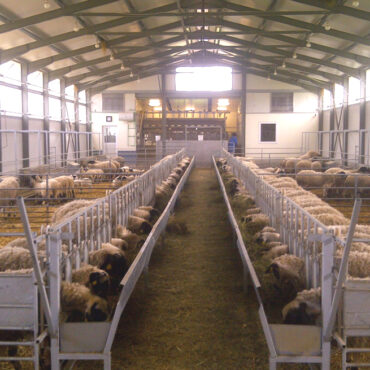 Το-ΥΠΑΑΤ-ανακοινώνει-μέτρα-στήριξης-για-τους-πληγέντες-κτηνοτρόφους