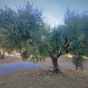 Επίκαιρη-Ερώτηση-για-Αποζημιώσεις-από-τον-Δάκο-της-Ελιάς