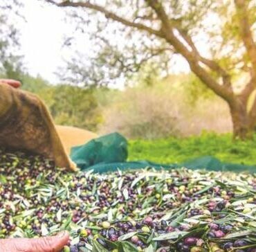 Το-ΑΚΚΕΛ-και-ο-ανεξάρτητος-βουλευτής-Γαυγιωτάκης-Μιχάλης-ανοίγουν-τον-δρόμο-για-αποζημιώσεις-για-τον-δάκο-της-ελιάς-!