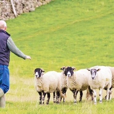 ΥπΑΑΤ:-Έρχονται-αλλαγές-στις-πληρωμές-αγροτικών-ενισχύσεων-στους-κτηνοτρόφους-Τι-θα-ισχύσει