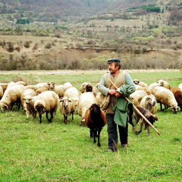 Εμβολιασμός-για-την-ευλογιά-αιγοπροβάτων-–-Η-αλήθεια-πίσω-από-την-παραπληροφόρηση