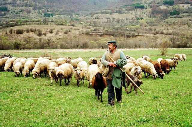 Εμβολιασμός-για-την-ευλογιά-αιγοπροβάτων-–-Η-αλήθεια-πίσω-από-την-παραπληροφόρηση