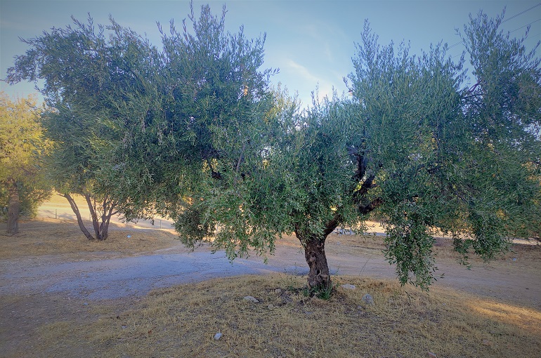 Ο-“δάκος-της-ελιάς”-και-η-θεσμική-σιωπή