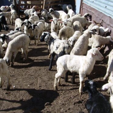 Άμεση-απάντηση-Κέλλα-προς-τον-Ιλχάν-Αχμέτ-στην-αναφορά-για-τους-κτηνοτρόφους-της-ΑΜ-Θ