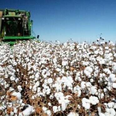 Κρίση-στο-Βαμβάκι-της-Ροδόπης:-Άμεση-Στήριξη-40-e/στρέμμα-Απαραίτητη!