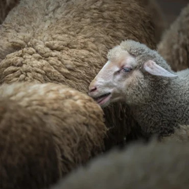 Η-Διεύθυνση-Κτηνιατρικής-της-ΠΑΜΘ-επιβεβαιώνει-κρούσματα-“καταρροϊκού-πυρετού