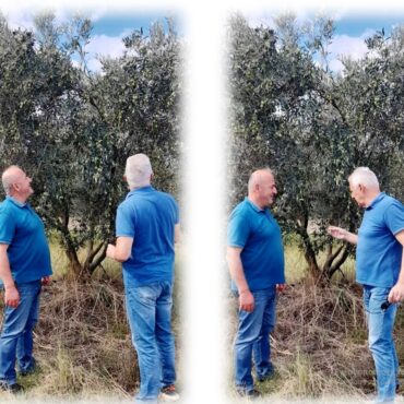 Όσοι-έχουν-ελιές-κινδυνεύουν-με-πρόστιμα.-Τι-αλλάζει-από-το-2026-!