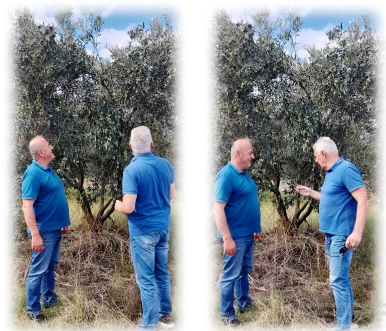 Όσοι-έχουν-ελιές-κινδυνεύουν-με-πρόστιμα.-Τι-αλλάζει-από-το-2026-!