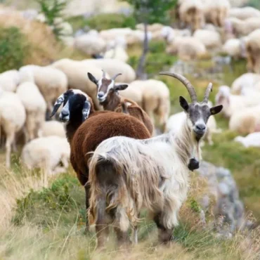 Ευλογιά-Αιγοπροβάτων-στη-Θράκη