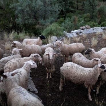 Χρήστος-Κέλλας-στη-Βουλή:-«Δεν-υπάρχει-αδειοδοτημένο-εμβόλιο-κατά-της-ευλογιάς-σε-Ελλάδα-και-Ευρώπη»-(video)
