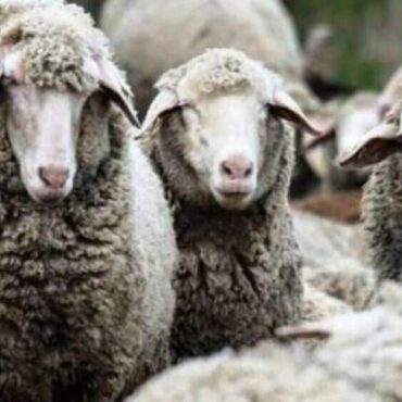 Επιστολή-σε-ΥΠΑΑΤ-για-επιστημονικά-διαθέσιμα-εργαλεία-εμβολιασμού-κατά-της-ευλογιάς-των-προβάτων