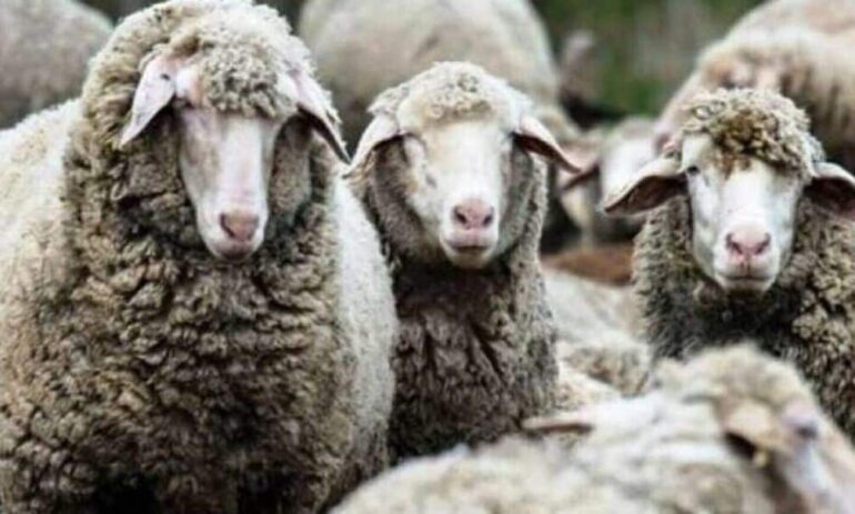 Επιστολή-σε-ΥΠΑΑΤ-για-επιστημονικά-διαθέσιμα-εργαλεία-εμβολιασμού-κατά-της-ευλογιάς-των-προβάτων