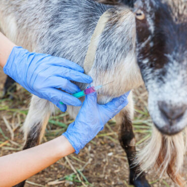 Κώστας-Τσιάρας:-Να-αποφύγουμε-τον-εμβολιασμό-για-την-ευλογιά-των-αιγοπροβάτων-–-Χώρες-που-τον-εφάρμοσαν-δεν-έχουν-βγει-από-τη-ζωονόσο