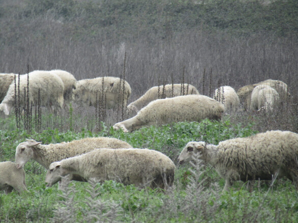 Επίσημη-απάντηση-της-Ευρωπαϊκής-Επιτροπής-στο-αίτημα-του-ΑΚΚΕΛ-για-στήριξη-των-Ελλήνων-κτηνοτρόφων