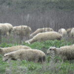 Επίσημη-απάντηση-της-Ευρωπαϊκής-Επιτροπής-στο-αίτημα-του-ΑΚΚΕΛ-για-στήριξη-των-Ελλήνων-κτηνοτρόφων