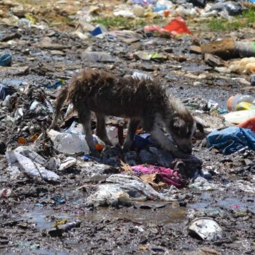 Ντίνος-Χαριτόπουλος-:-«Να-ξεκινήσει-άμεσα-η-κατασκευή-του-κυνοκομείου-που-δημοπρατήθηκε-από-την-προηγούμενη-δημοτική-αρχή-Μαρωνείας-–-Σαπών»