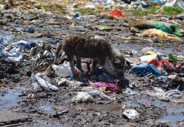 Ντίνος-Χαριτόπουλος-:-«Να-ξεκινήσει-άμεσα-η-κατασκευή-του-κυνοκομείου-που-δημοπρατήθηκε-από-την-προηγούμενη-δημοτική-αρχή-Μαρωνείας-–-Σαπών»