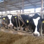 -Έναρξη-της-περιόδου-διενέργειας-και-κοινοποίησης-ετήσιας-απογραφής-ζωικού-κεφαλαίου-εκμεταλλεύσεων-αιγοπροβάτων,-χοίρων--Απογραφές-βοοειδών.