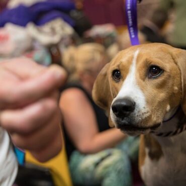 5-εκ.-ευρώ-στους-δήμους-για-τα-αδέσποτα