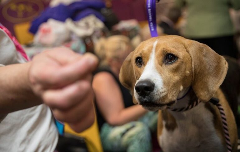 5-εκ.-ευρώ-στους-δήμους-για-τα-αδέσποτα
