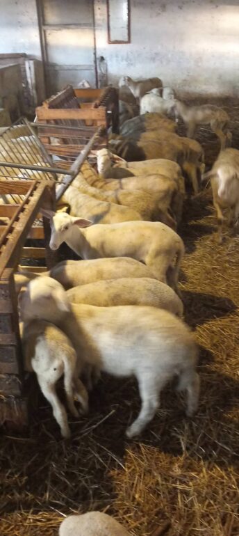 ΥΠΑΑΤ:-Νέα-ενίσχυση-26-εκατ.-ευρώ-για-αποζημιώσεις-κτηνοτρόφων-λόγω-ευλογιάς