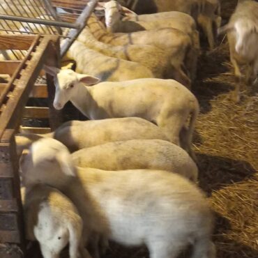 ΥΠΑΑΤ:-Νέα-ενίσχυση-26-εκατ.-ευρώ-για-αποζημιώσεις-κτηνοτρόφων-λόγω-ευλογιάς