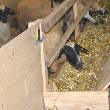 «Η-τακτική-των-θανατώσεων-είναι-καταστροφή-για-τους-κτηνοτρόφους-και-φέρνει-δεινά-στον-καταναλωτή»