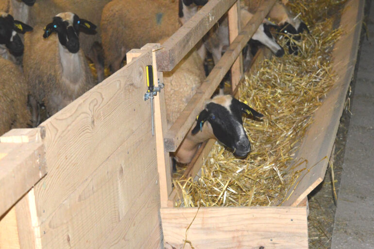 «Η-τακτική-των-θανατώσεων-είναι-καταστροφή-για-τους-κτηνοτρόφους-και-φέρνει-δεινά-στον-καταναλωτή»