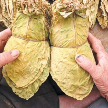 Ιλχάν-Αχμέτ-:-«Σοβαρά-και-διαχρονικά-προβλήματα-που-αντιμετωπίζουν-οι-καπνοπαραγωγοί-της-Περιφερειακής-Ενότητας-Ροδόπης-–-Αιτήματα-αποκατάστασης-εισοδήματος-και-στήριξης-της-καπνοκαλλιέργειας»