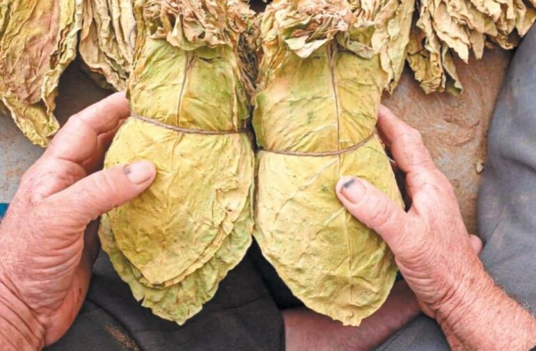 Ιλχάν-Αχμέτ-:-«Σοβαρά-και-διαχρονικά-προβλήματα-που-αντιμετωπίζουν-οι-καπνοπαραγωγοί-της-Περιφερειακής-Ενότητας-Ροδόπης-–-Αιτήματα-αποκατάστασης-εισοδήματος-και-στήριξης-της-καπνοκαλλιέργειας»